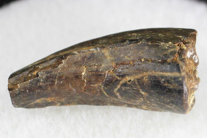 Bargain Tyrannosaur Tooth - Montana #21382